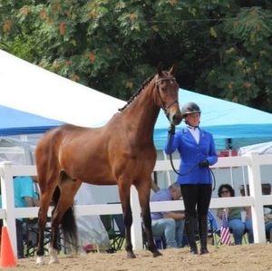 Meet your Posher, Ava